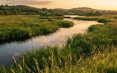 COMMUNITY SPIRIT SOARS: CURLEW CHICKS RETURN TO THE WILD