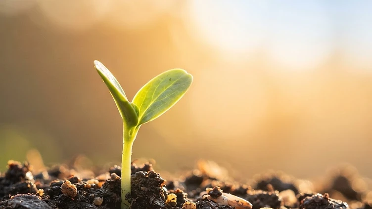 The Plant-Powered Quit Pill: UK Leads the Way in a New Era of Smoking Cessation
