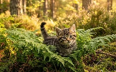 WILDLIFE TRIUMPH: SCOTLAND’S ‘HIGHLAND TIGERS’ MAKE A COMEBACK