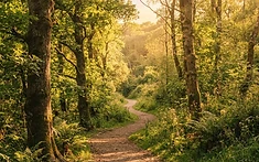 Blocked paths in Coventry woodlands cleared by council after residents' campaign