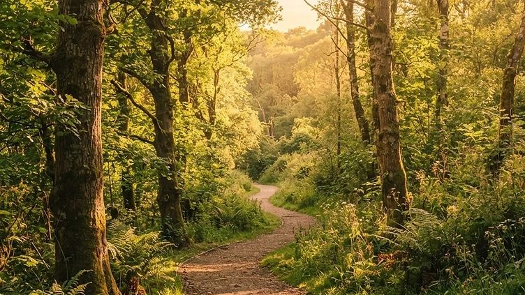 Blocked paths in Coventry woodlands cleared by council after residents' campaign