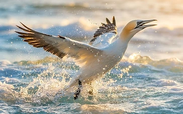 A WINGED TRIUMPH: BRITISH PHOTOGRAPHER CLAIMS TOP GLOBAL HONOUR