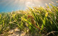 Dorset’s Underwater Meadows Flourish Through Sustainable Innovation