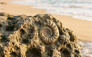 Ancient Secrets Unearthed: Welsh Fossil Discovery Rewrites Prehistoric History