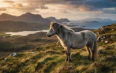 A Highland Heritage Saved: Rare Pony Breed Finds New Hope