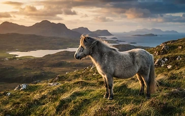 A Highland Heritage Saved: Rare Pony Breed Finds New Hope