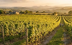 Pembrokeshire Vineyard Makes History with International Trophy Win