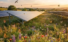 Solar Power Meets Nature: New Certification Scheme Transforms Energy Sites into Wildlife Havens