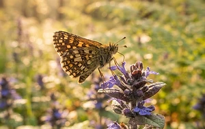 Reintroduction of butterflies to Rockingham Forest set to expand