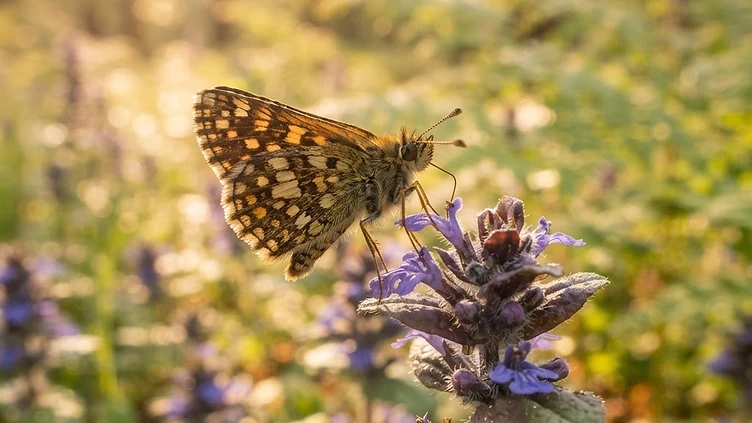 Reintroduction of butterflies to Rockingham Forest set to expand