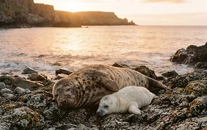 A Heartwarming Homecoming for a Rescued Seal