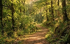 NATURE’S PATHS RESTORED: COMMUNITY CAMPAIGN REOPENS COVENTRY WOODLANDS