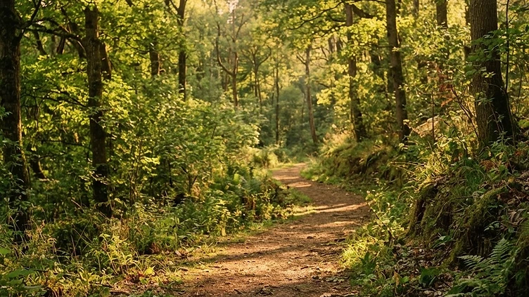 NATURE’S PATHS RESTORED: COMMUNITY CAMPAIGN REOPENS COVENTRY WOODLANDS