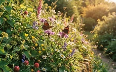 GARDENERS HELPING NATURE: THE SURPRISING POWER OF 'WEEDS'