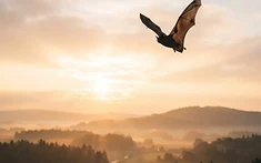 Bats originated in Europe, rewriting mammals’ family tree, study reveals