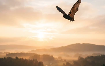 Bats originated in Europe, rewriting mammals’ family tree, study reveals