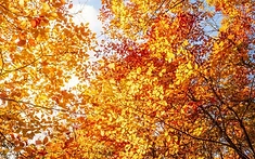 BECOME AN AUTUMN SPOTTER: NATIONWIDE PROJECT INVITES PUBLIC TO TRACK SEASONAL CHANGES