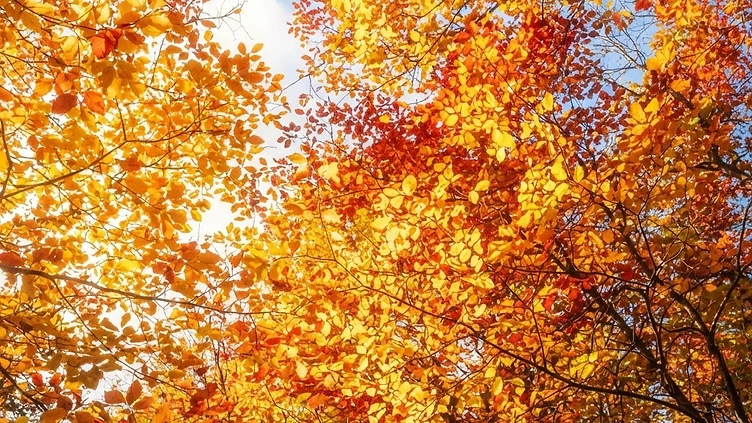 BECOME AN AUTUMN SPOTTER: NATIONWIDE PROJECT INVITES PUBLIC TO TRACK SEASONAL CHANGES