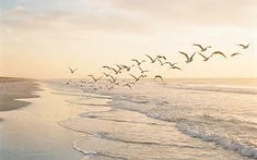 Tern turnaround: colonies in England show signs of recovery after decline