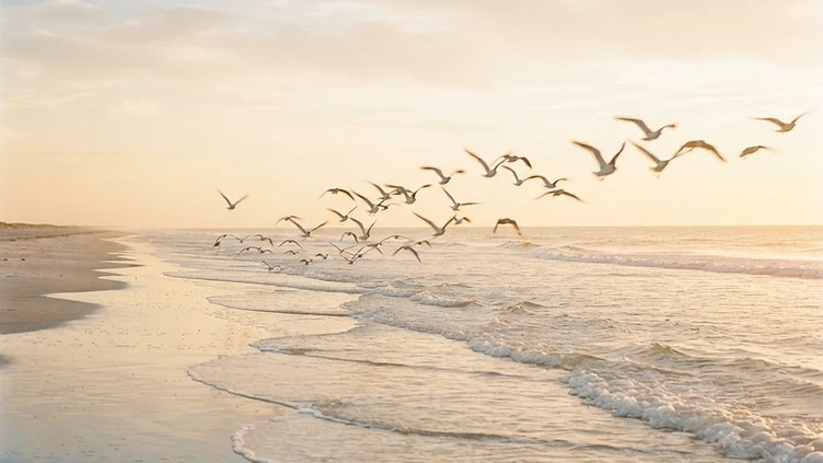 Tern turnaround: colonies in England show signs of recovery after decline