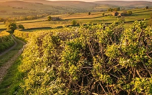 ANCIENT CRAFT OF HEDGE LAYING MAKES A GREEN COMEBACK