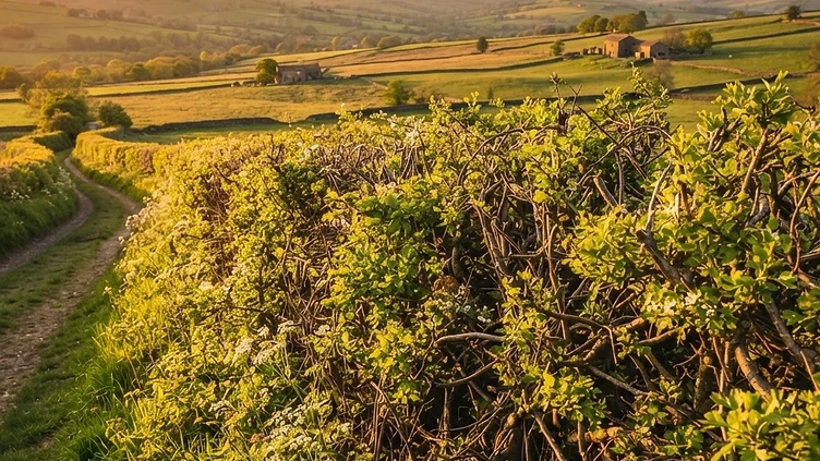 ANCIENT CRAFT OF HEDGE LAYING MAKES A GREEN COMEBACK