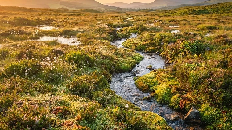 Peatland Restoration and Sustainable Farming Drive Northern Ireland’s Nature Recovery