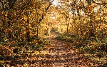 A Scenic Autumn Escape to Alderley Edge