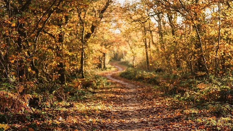 A Scenic Autumn Escape to Alderley Edge