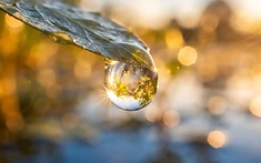POND ALGAE UNLOCKS SECRETS OF THE HUMAN BRAIN