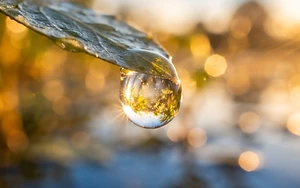 POND ALGAE UNLOCKS SECRETS OF THE HUMAN BRAIN
