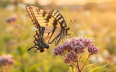 New Genetic Tools to Safeguard Britain’s Pollinators