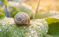 GARDEN RESILIENCE: NATURE’S QUIET RECOVERY IN STAFFORDSHIRE