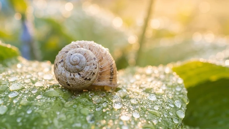 GARDEN RESILIENCE: NATURE’S QUIET RECOVERY IN STAFFORDSHIRE