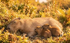 TRIPLE JOY AT EDINBURGH ZOO AS CAPYBARA FAMILY GROWS
