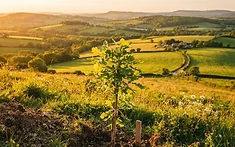 A NEW GREEN HORIZON: HALF A MILLION TREES TO BOLSTER ENGLAND’S LANDSCAPES