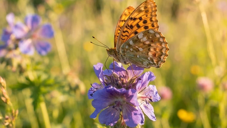 RARE BUTTERFLY VISITOR DELIGHTS YOUNG NATURE ENTHUSIAST IN CORNWALL