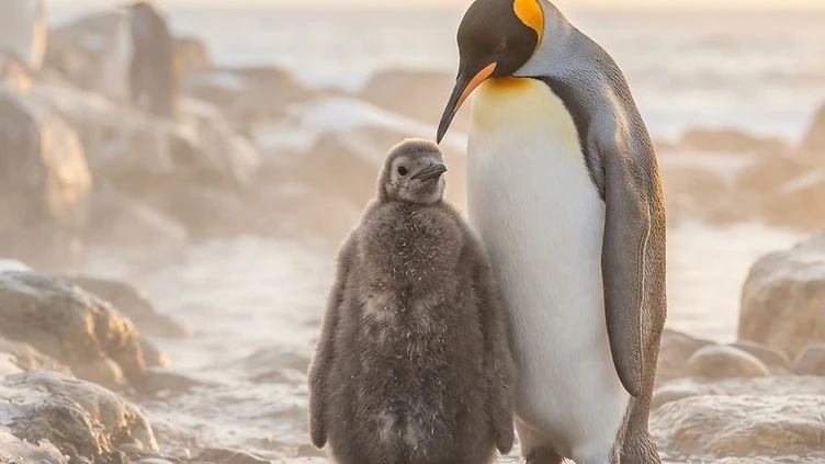 A Rare Arrival: King Penguin Chick Hatches in the UK