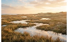 Skylarks and sandwich terns among new birdies on reserve created from ‘boring old golf course’