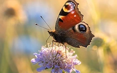 Nature’s Masterclass in Survival: How Butterflies Outsmart Predators