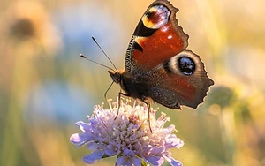 Nature’s Masterclass in Survival: How Butterflies Outsmart Predators