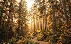 A World-Class Sanctuary for Rare Trees in the Heart of Kent
