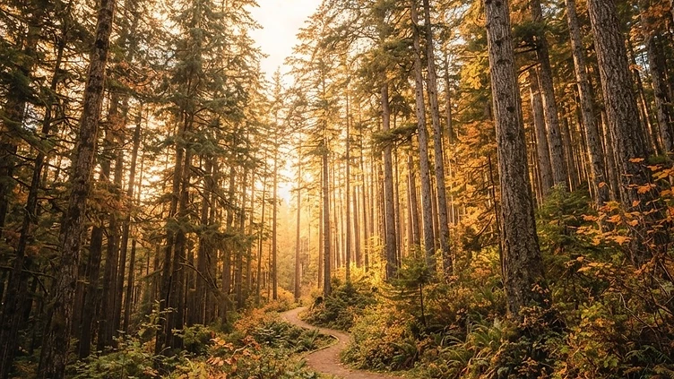 A World-Class Sanctuary for Rare Trees in the Heart of Kent