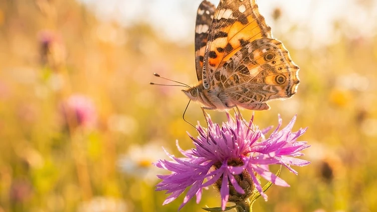 A WINGED WONDER: BRITAIN CELEBRATES A SPECTACULAR BUTTERFLY SEASON