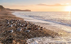 Coastal Revival: Solent Seabird Colonies Bounce Back After Flu Crisis