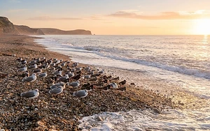 Coastal Revival: Solent Seabird Colonies Bounce Back After Flu Crisis
