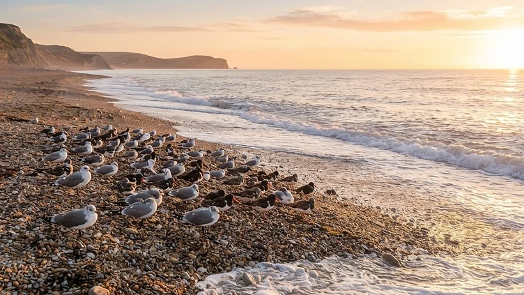 Coastal Revival: Solent Seabird Colonies Bounce Back After Flu Crisis