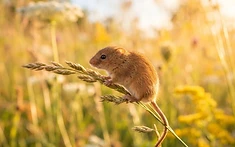 Teenage Naturalists Lead Successful Harvest Mouse Reintroduction