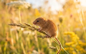 Teenage Naturalists Lead Successful Harvest Mouse Reintroduction