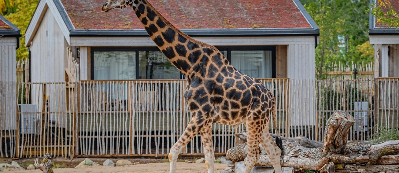 The Reserve at Chester Zoo